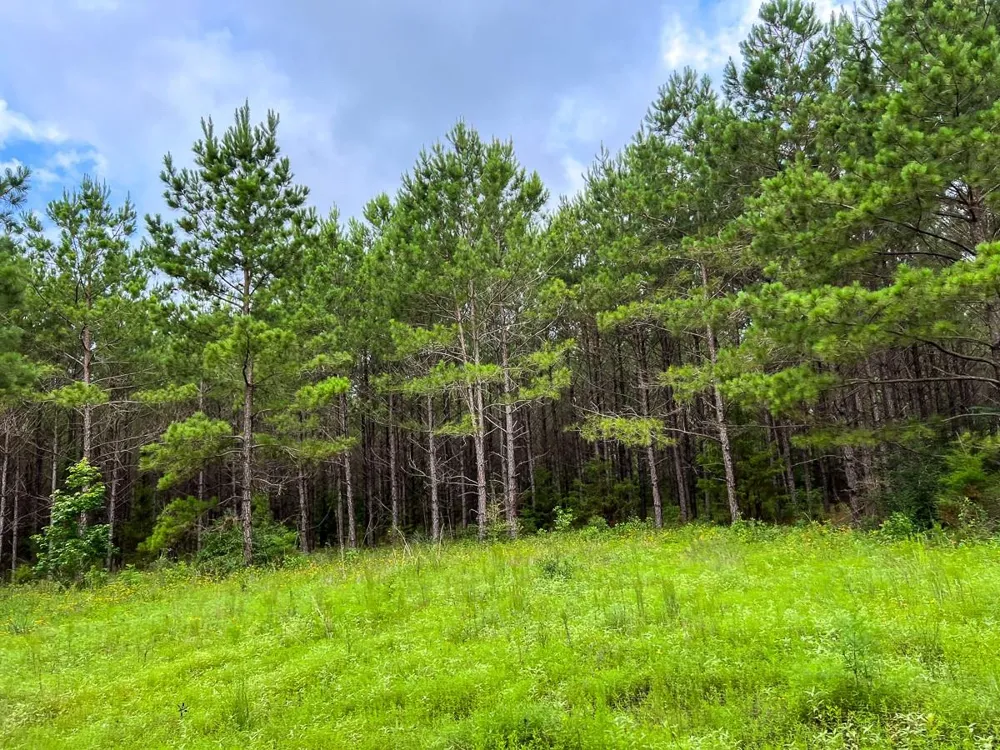 Fm 1725 Willis, TX 77378