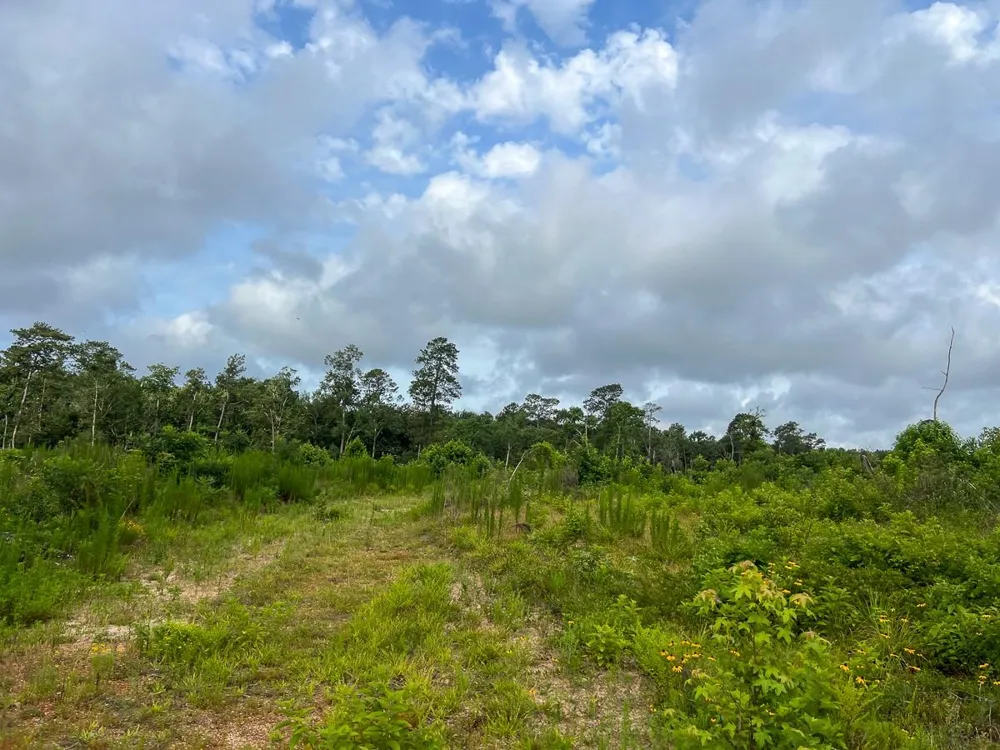 Fm 1725 Willis, TX 77378