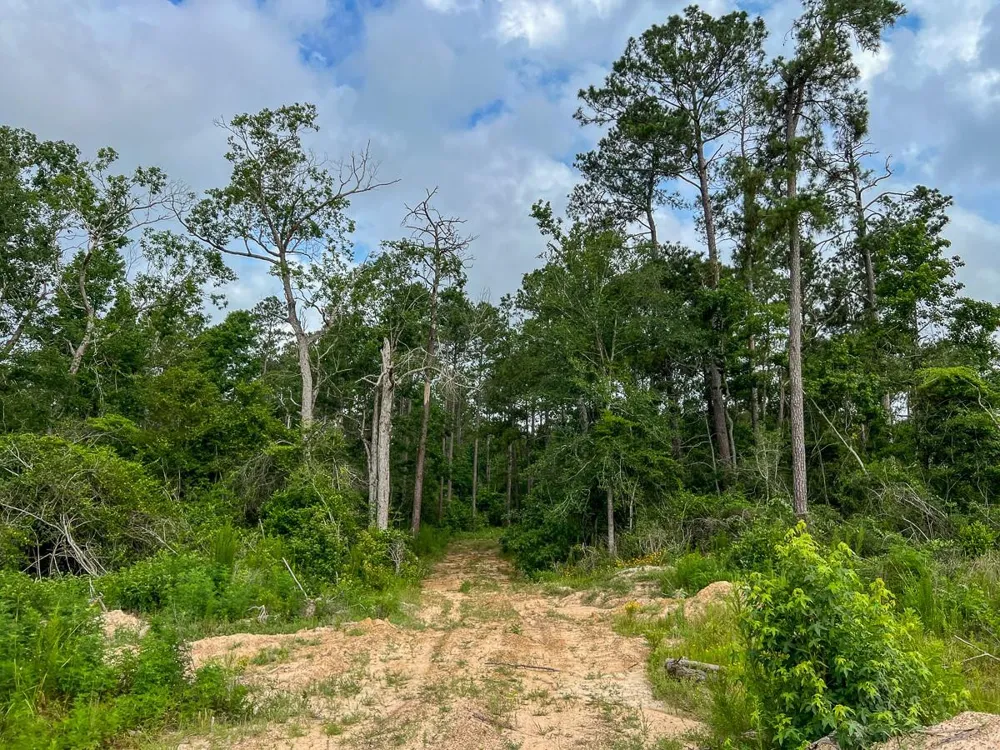 Fm 1725 Willis, TX 77378