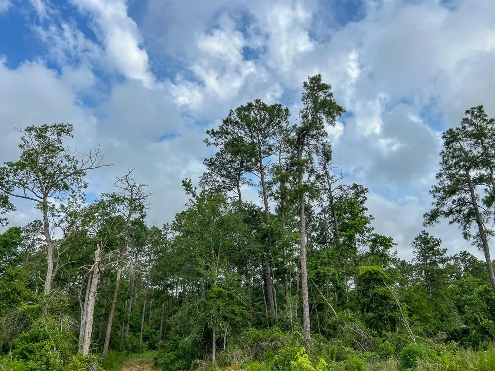 Fm 1725 Willis, TX 77378