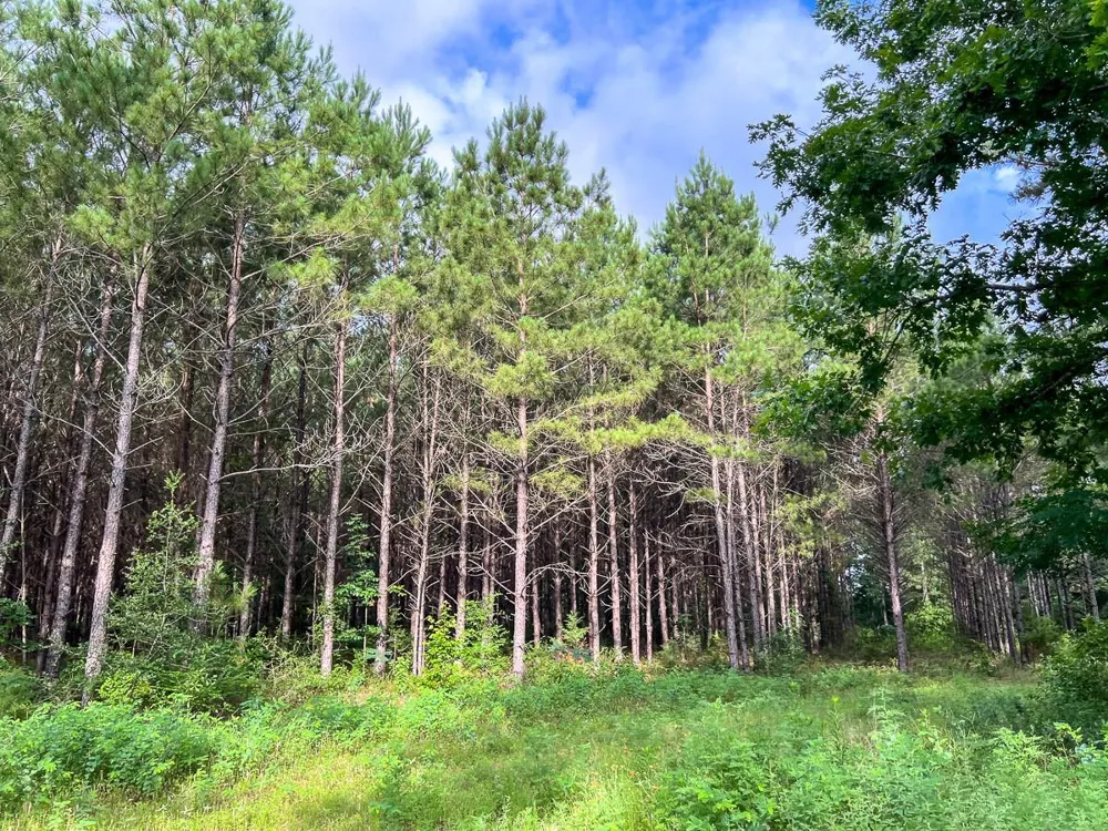 Fm 1725 Willis, TX 77378
