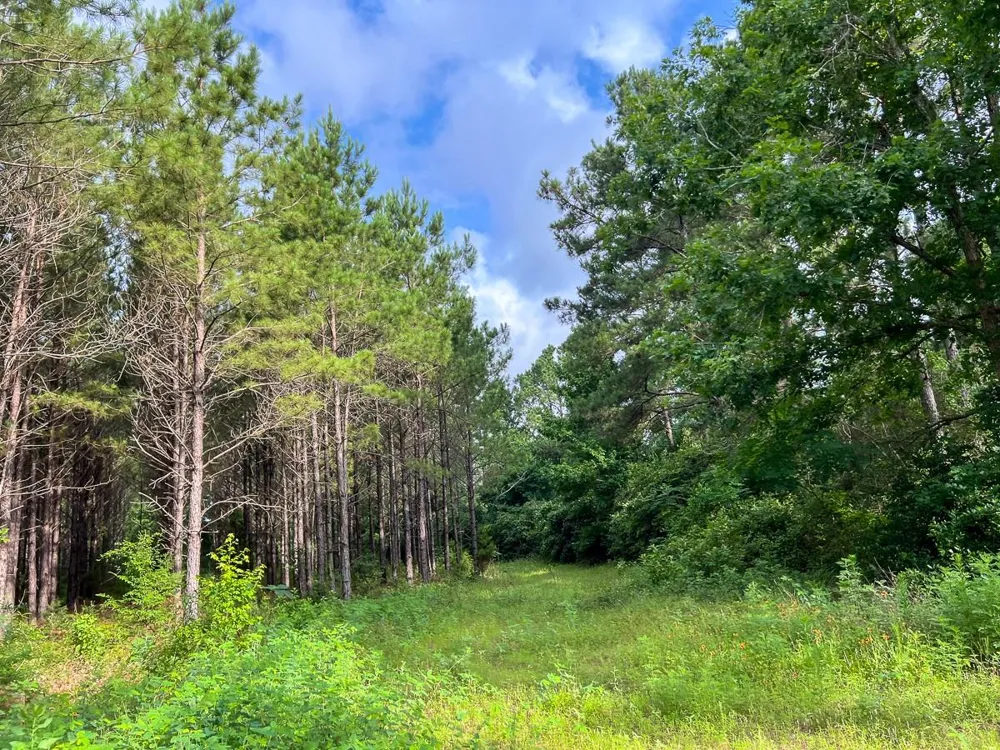 Fm 1725 Willis, TX 77378