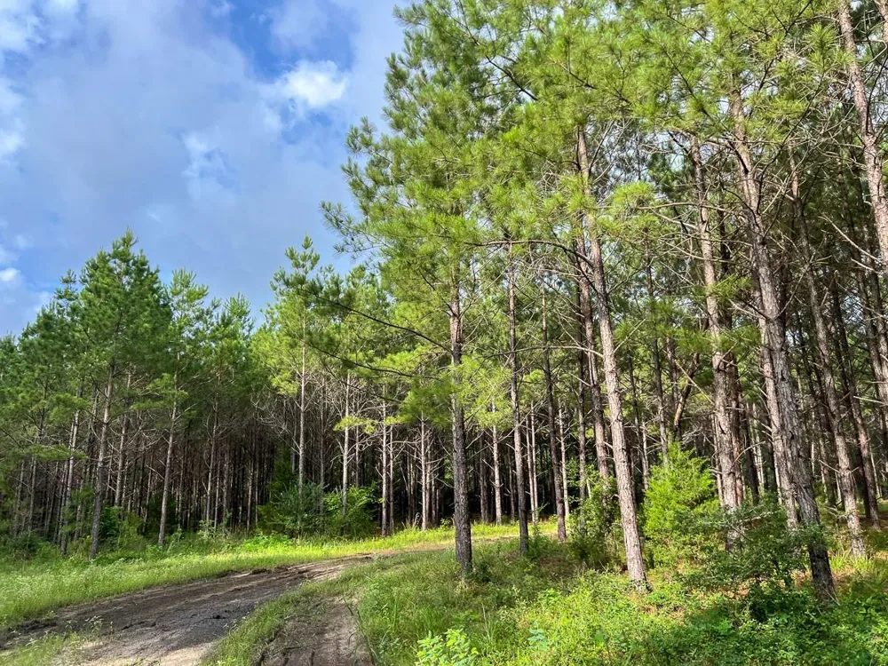 Fm 1725 Willis, TX 77378