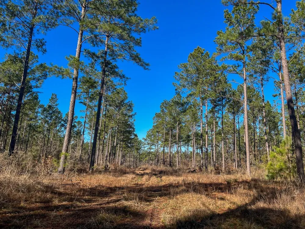 12 Highway 287 Pennington, TX 75845