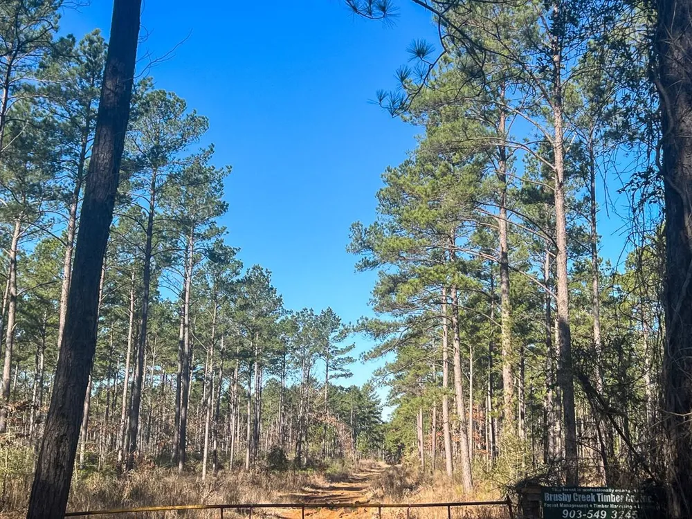 12 Highway 287 Pennington, TX 75845