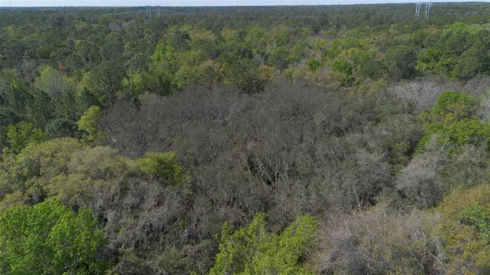 JUNGLE ROAD Geneva, FL 32732