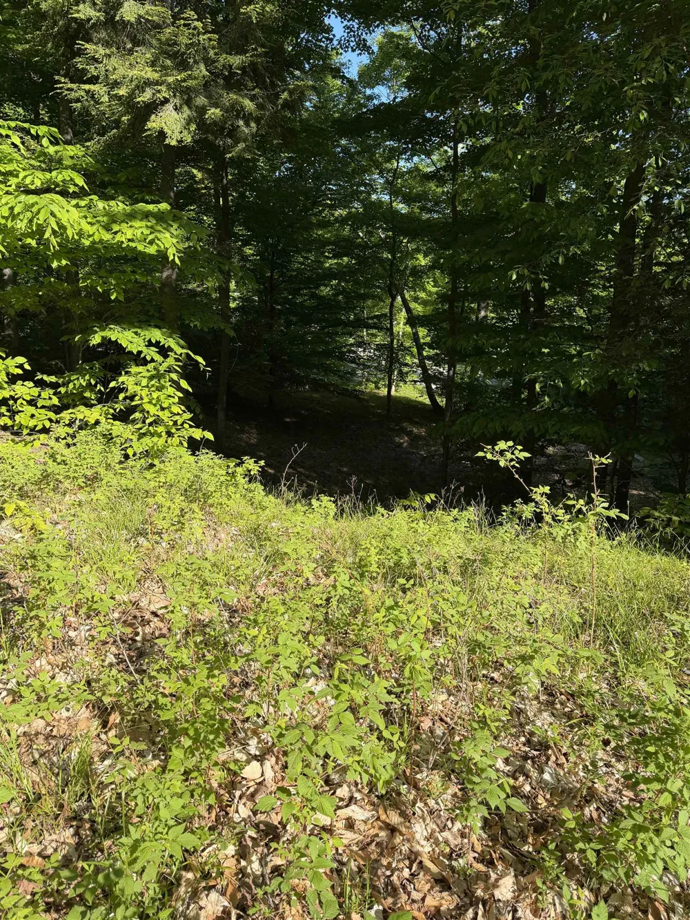 Old Trail Lake Township, MI 49635