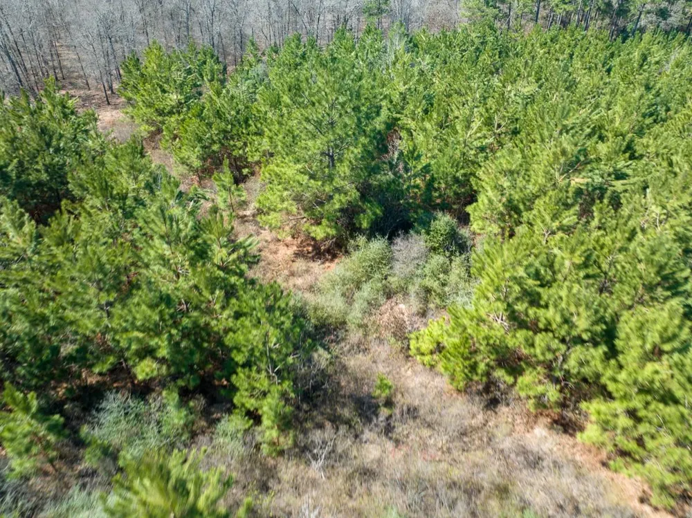 1 Bo Brown Road Trinity, TX 75862