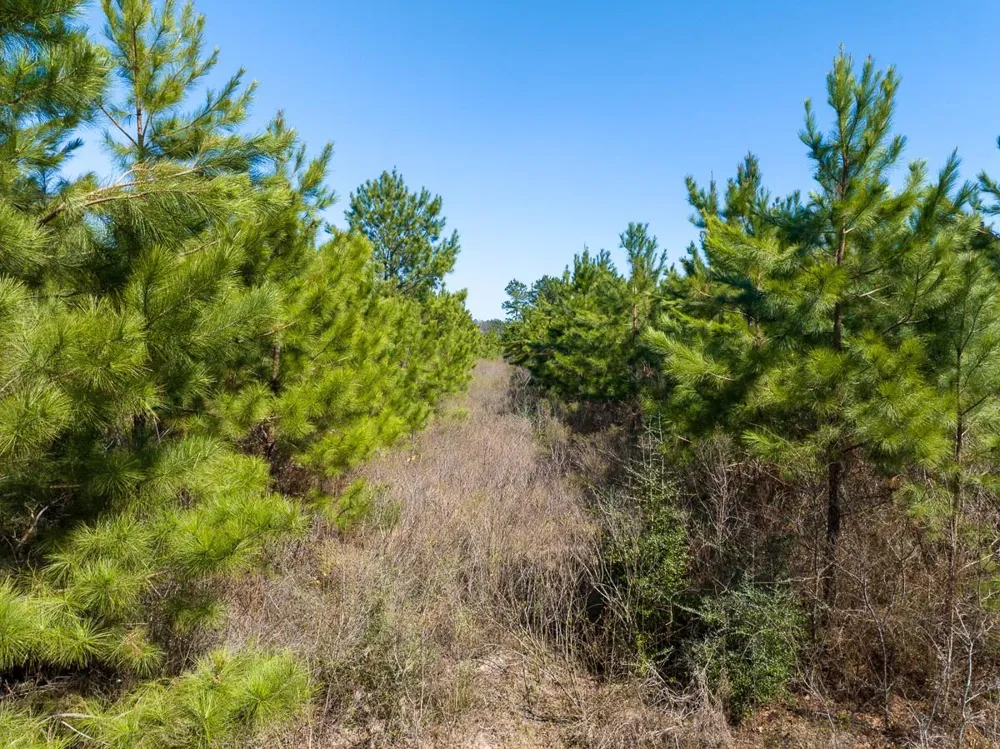 1 Bo Brown Road Trinity, TX 75862