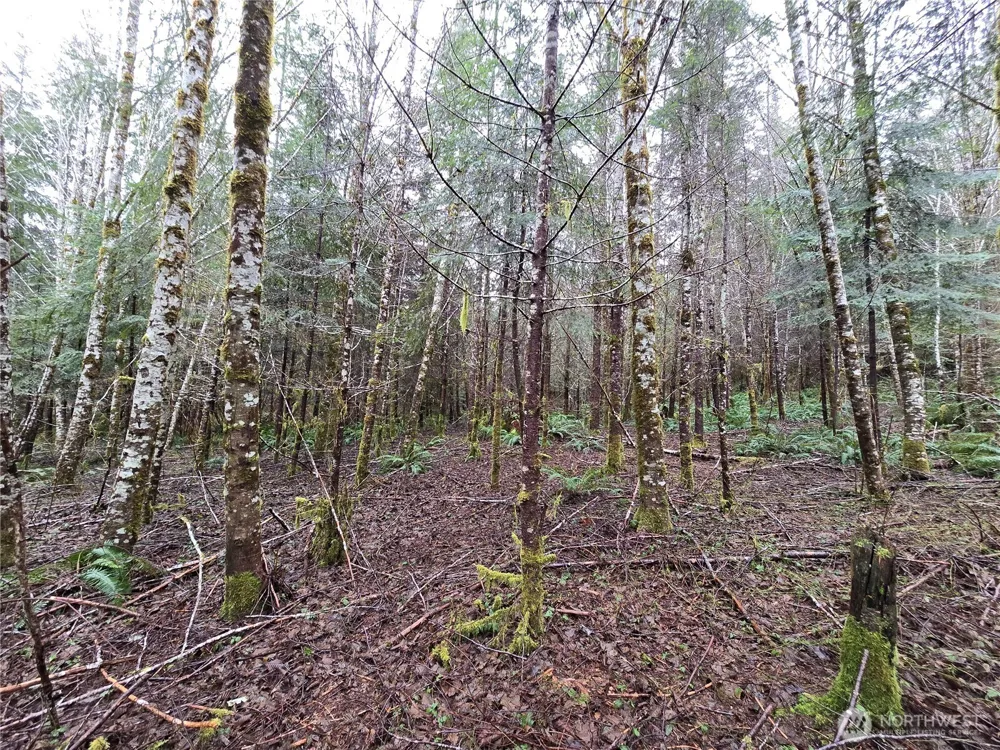 0 Lot 4 W Elk Hill Road Elma, WA 98541