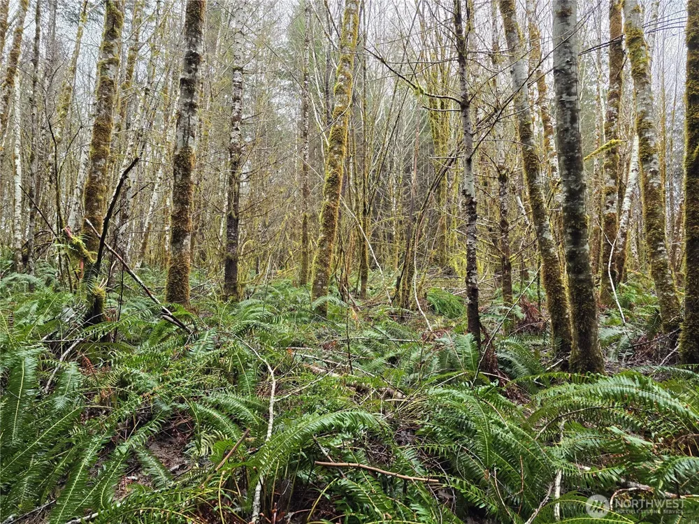 0 Lot 4 W Elk Hill Road Elma, WA 98541