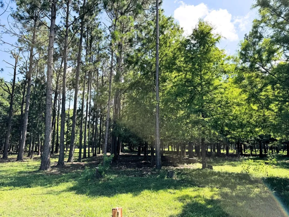 County Road 540 Alvin, TX 77511