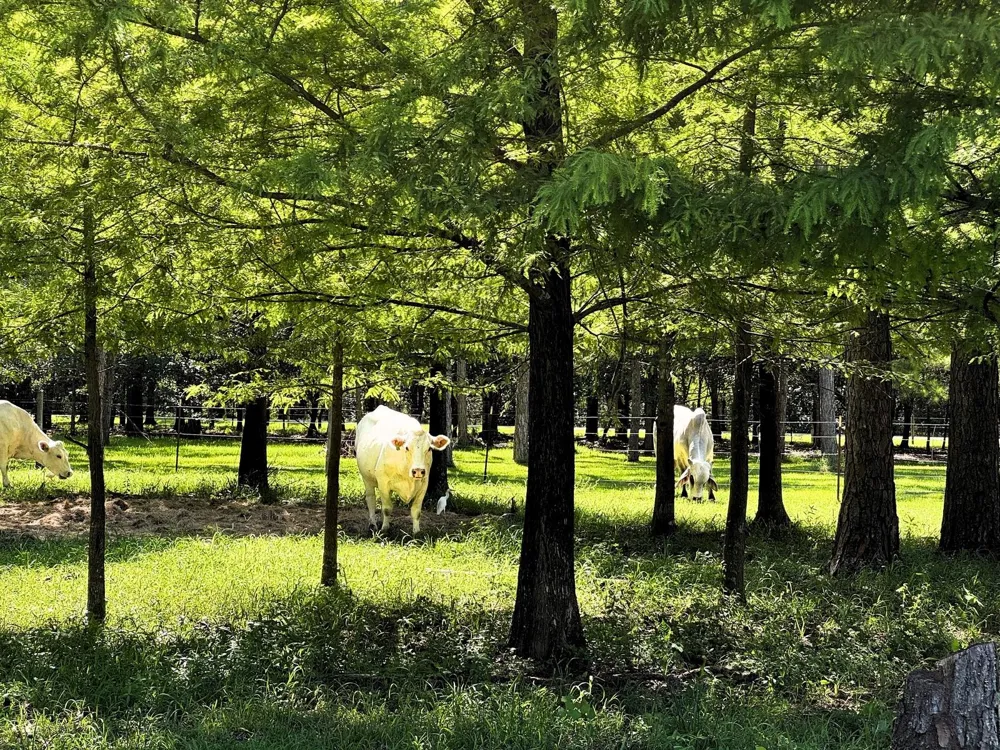 County Road 540 Alvin, TX 77511