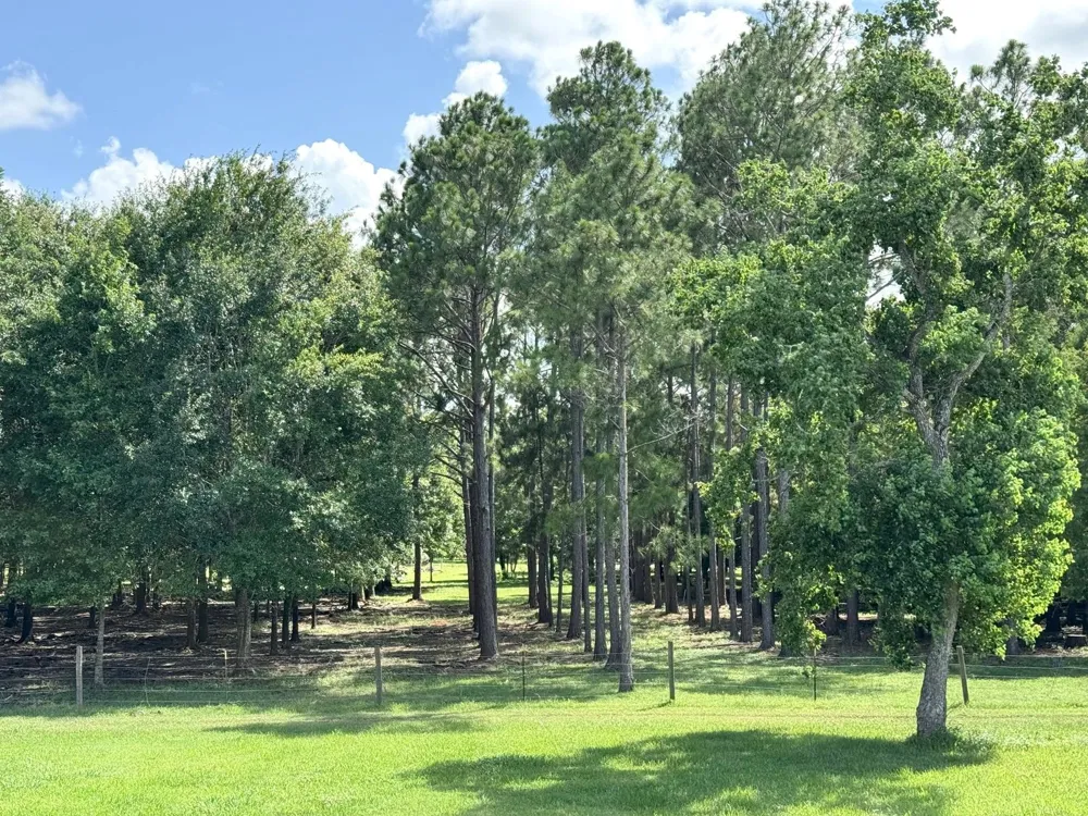 County Road 540 Alvin, TX 77511