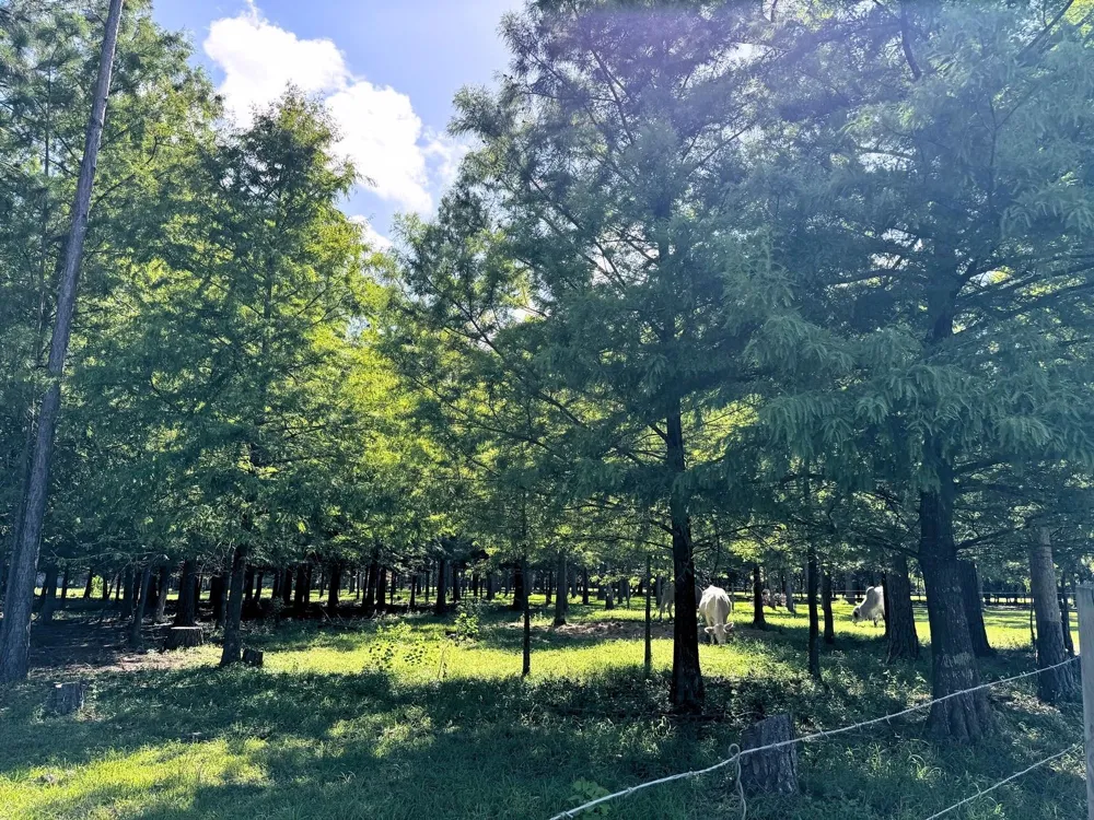 County Road 540 Alvin, TX 77511