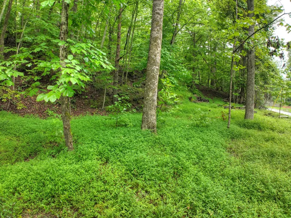 430 Chestnut Ridge Blue Ridge, GA 30513