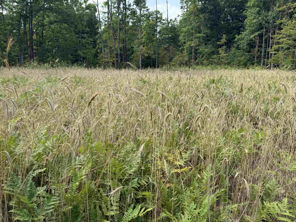 13544 Aylsworth Road Weldon Township, MI 49617