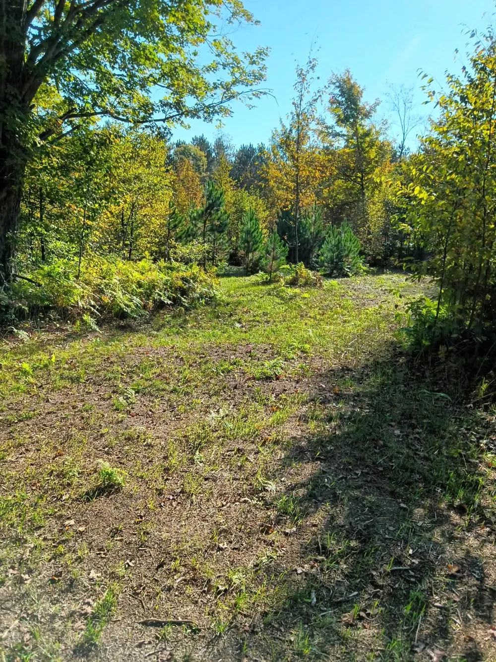 13544 Aylsworth Road Weldon Township, MI 49617