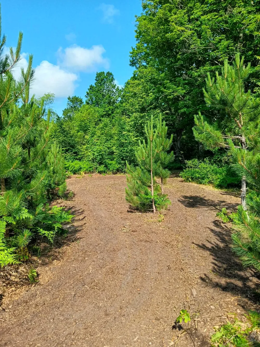 13544 Aylsworth Road Weldon Township, MI 49617