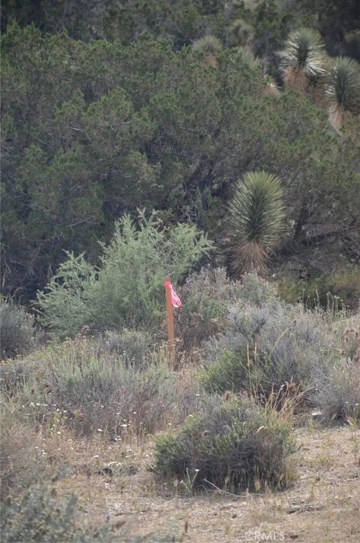 Longview x Old Homestead Juniper Hills, CA 93553