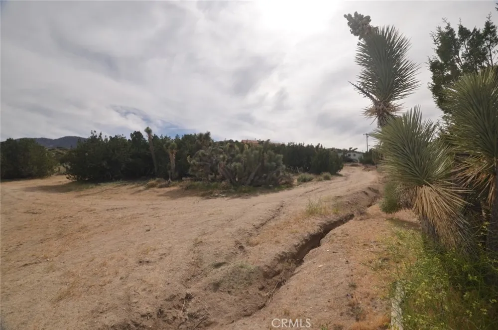 Longview x Old Homestead Juniper Hills, CA 93553