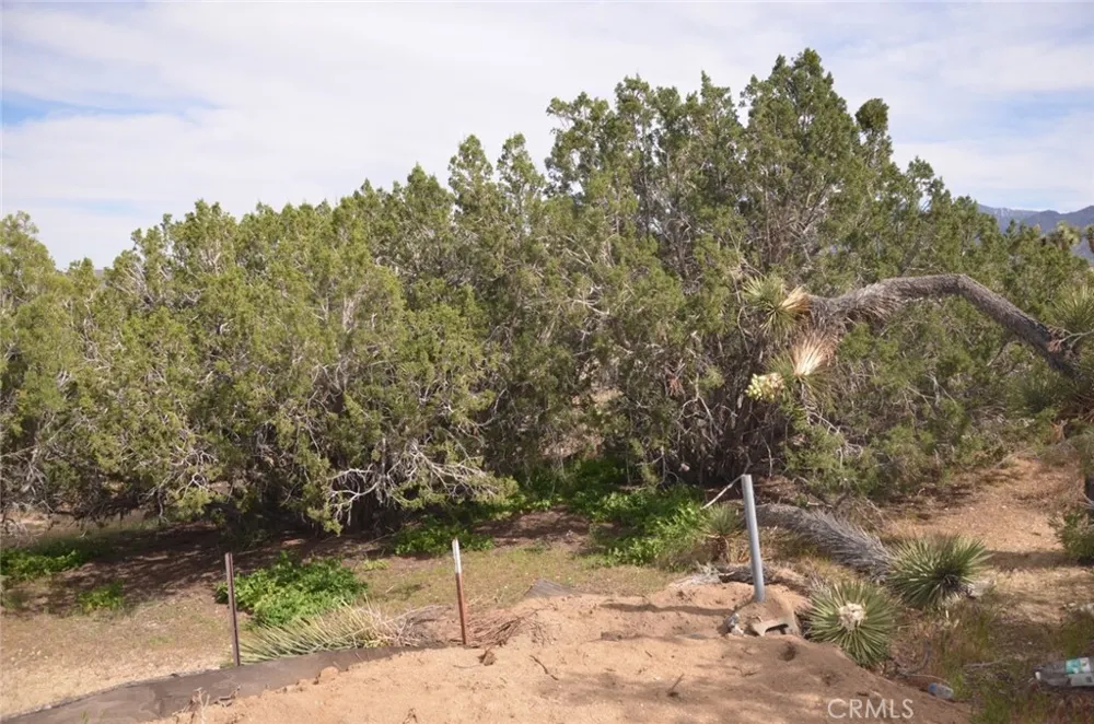 Longview x Old Homestead Juniper Hills, CA 93553