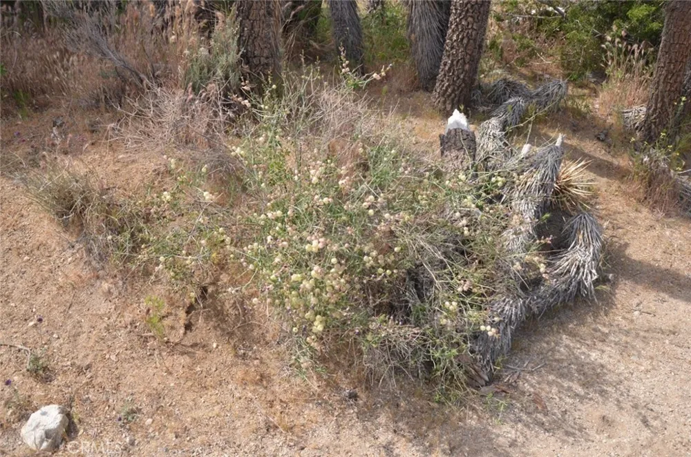 Longview x Old Homestead Juniper Hills, CA 93553
