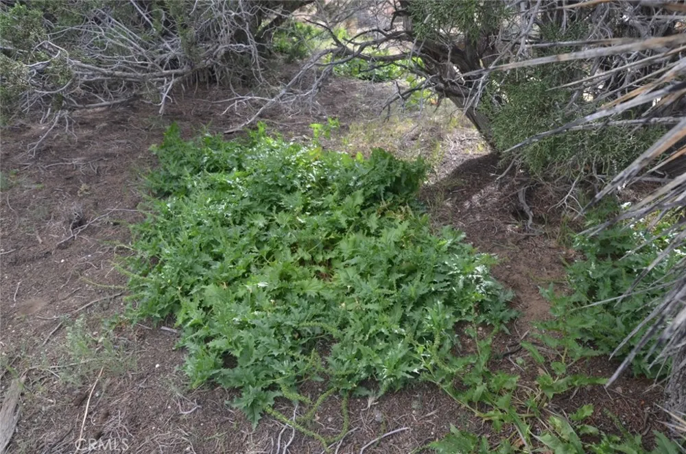 Longview x Old Homestead Juniper Hills, CA 93553
