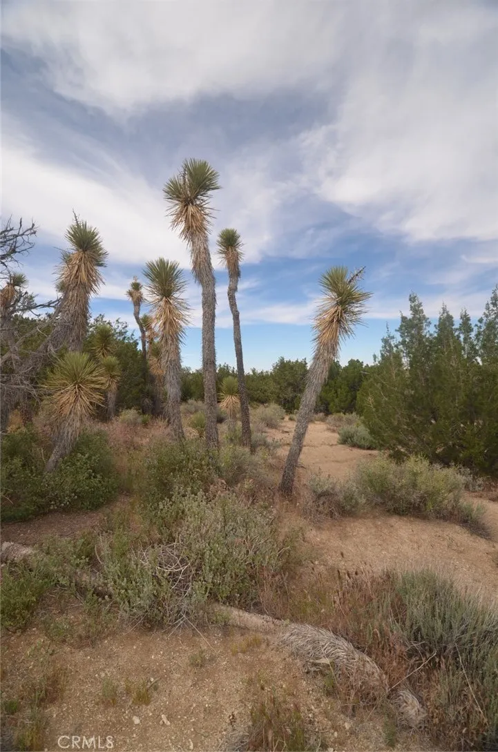 Longview x Old Homestead Juniper Hills, CA 93553