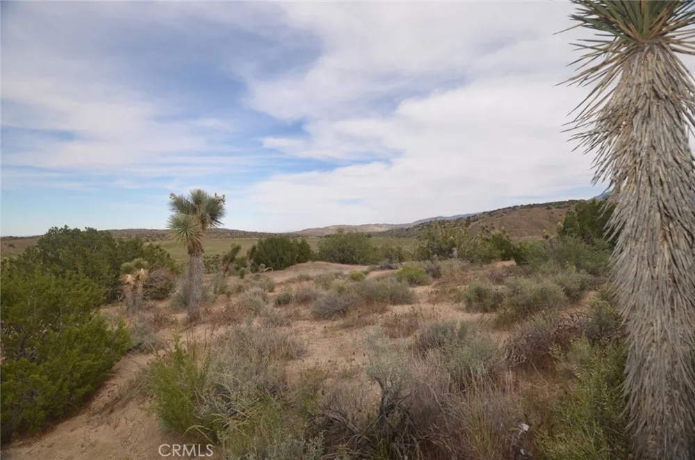 Longview x Old Homestead Juniper Hills, CA 93553