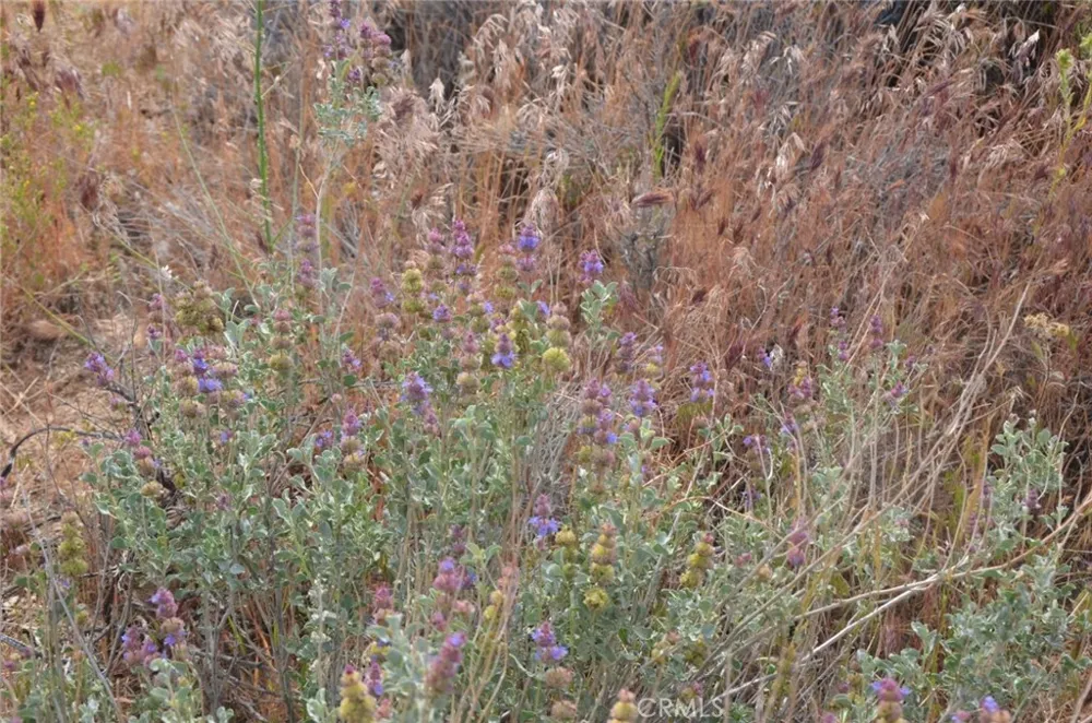 Longview x Old Homestead Juniper Hills, CA 93553