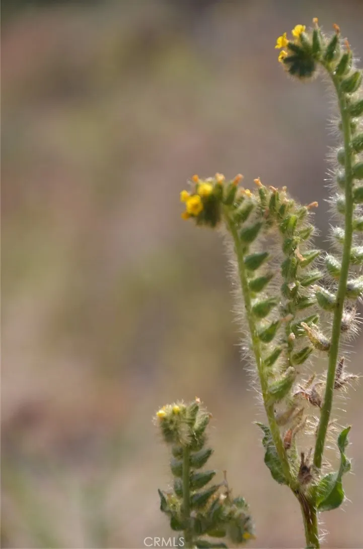 Longview x Old Homestead Juniper Hills, CA 93553