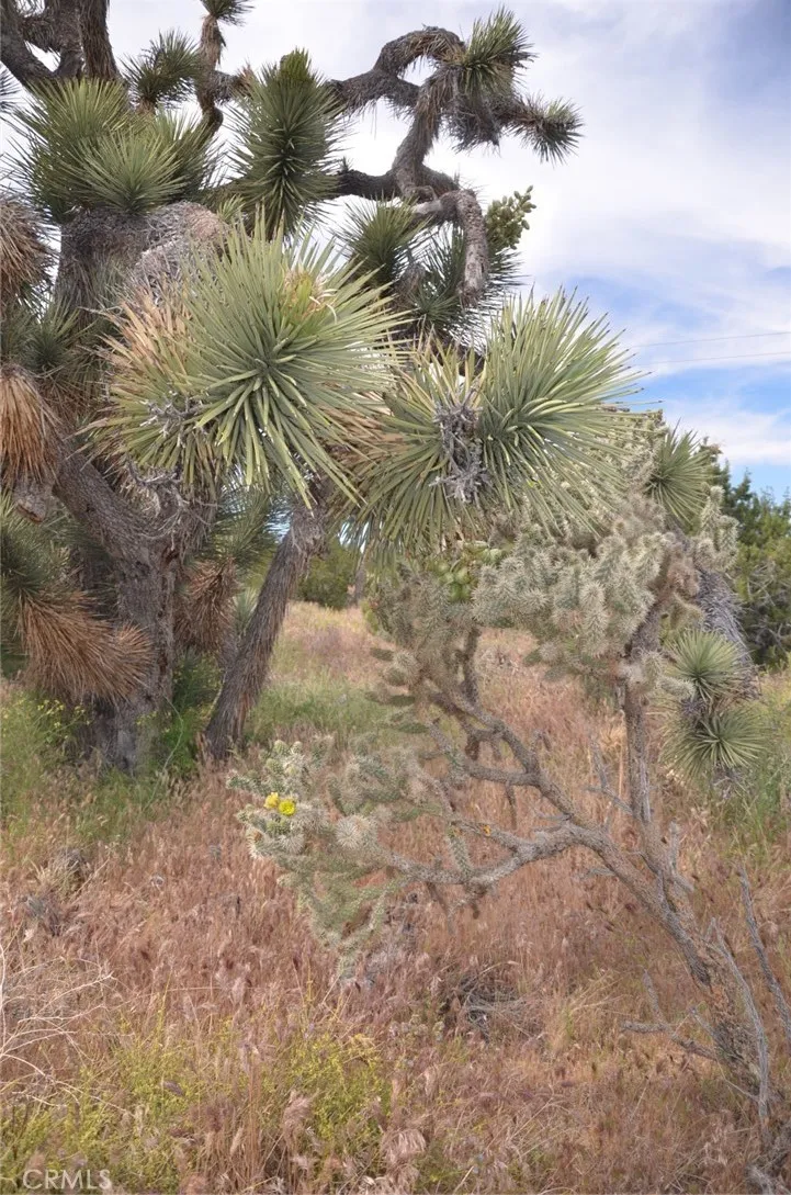 Longview x Old Homestead Juniper Hills, CA 93553