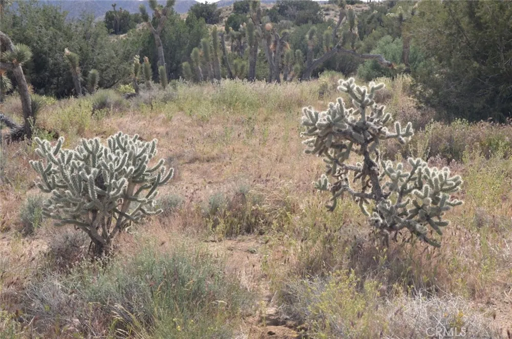 Longview x Old Homestead Juniper Hills, CA 93553