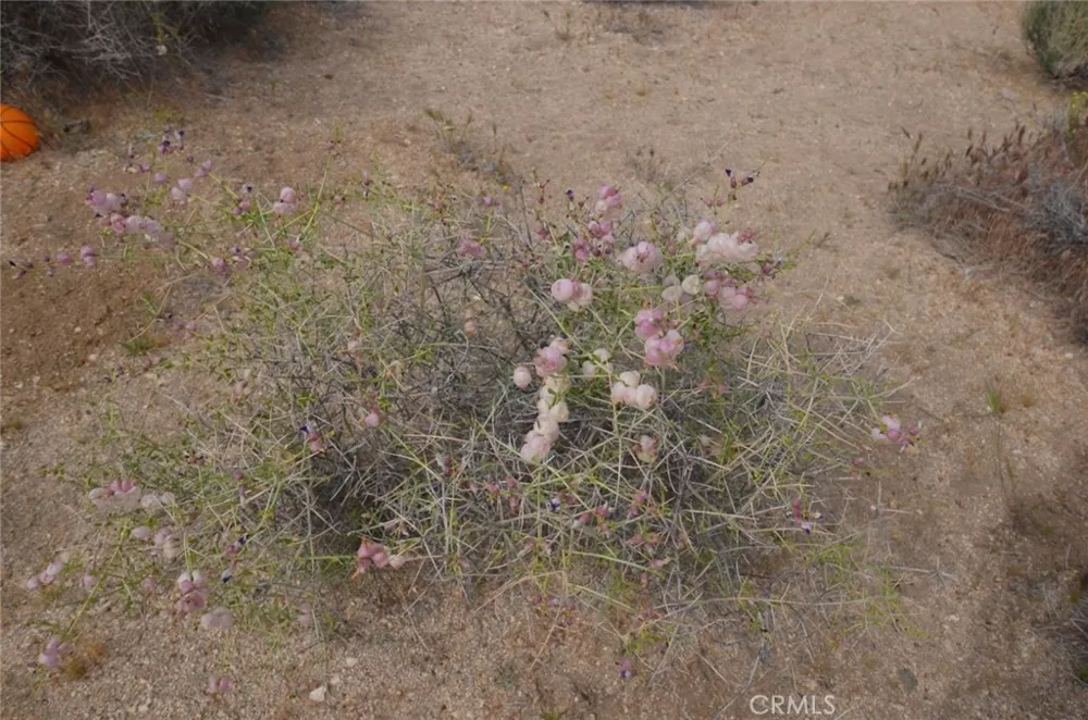 Longview x Old Homestead Juniper Hills, CA 93553