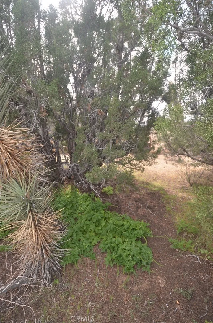 Longview x Old Homestead Juniper Hills, CA 93553