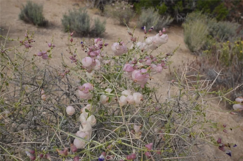 Longview x Old Homestead Juniper Hills, CA 93553