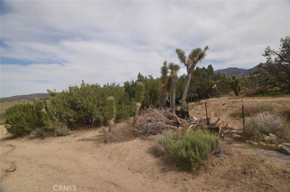 Longview x Old Homestead Juniper Hills, CA 93553