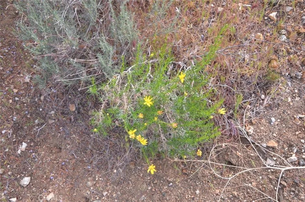 Longview x Old Homestead Juniper Hills, CA 93553