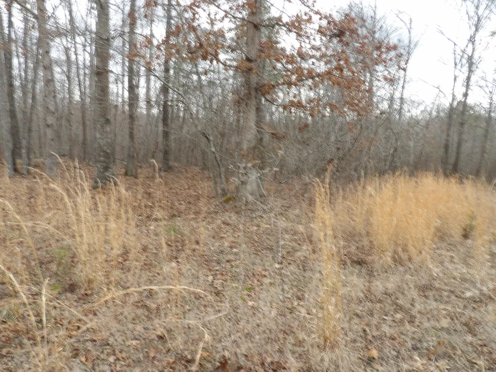 Camp Creek Road Spencer, TN 38585