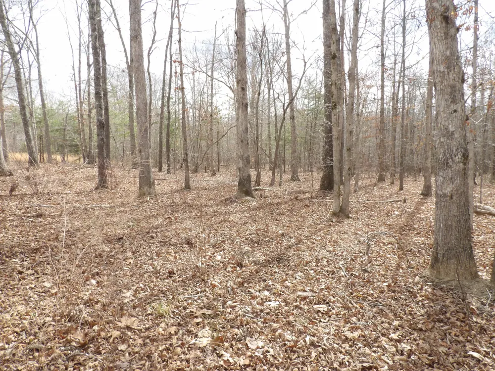 Camp Creek Road Spencer, TN 38585