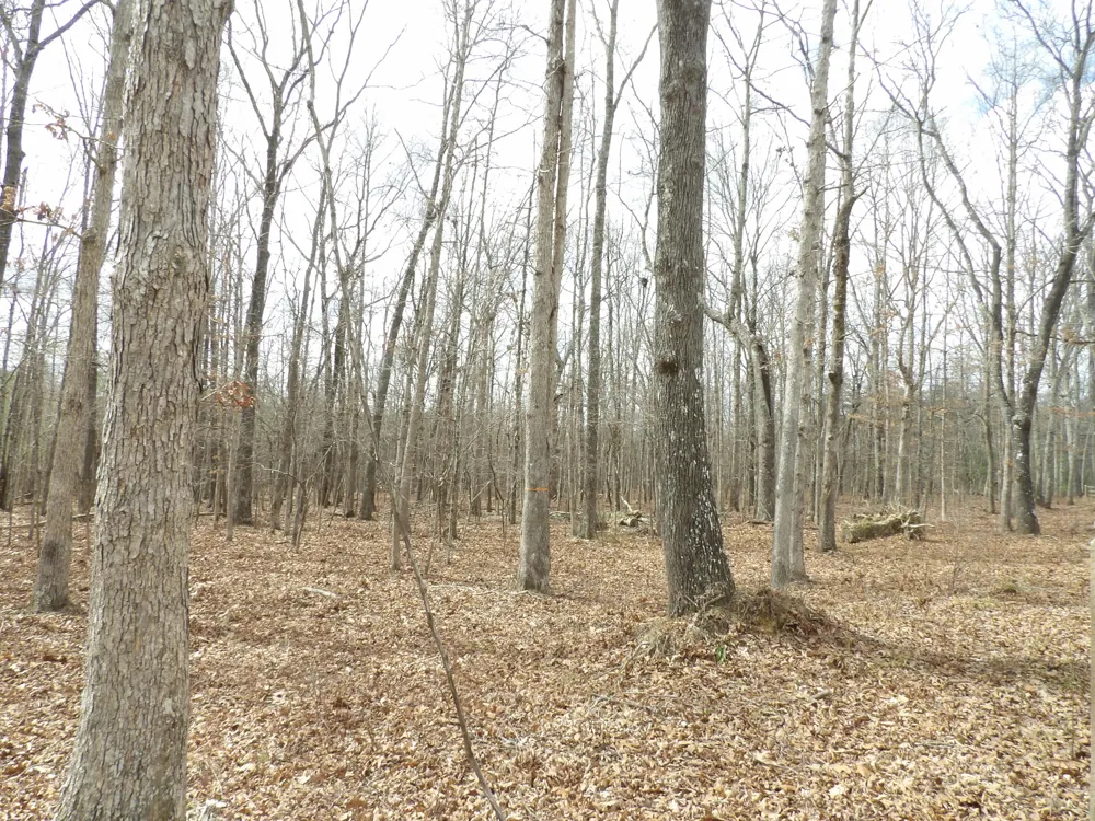 Camp Creek Road Spencer, TN 38585
