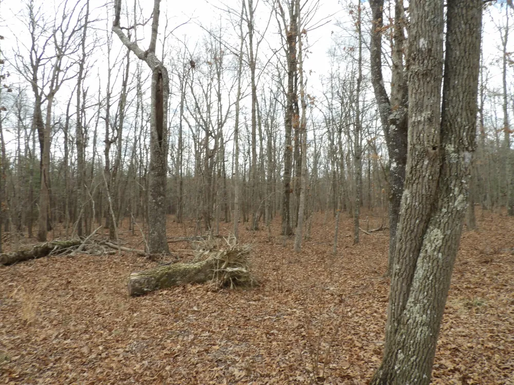 Camp Creek Road Spencer, TN 38585