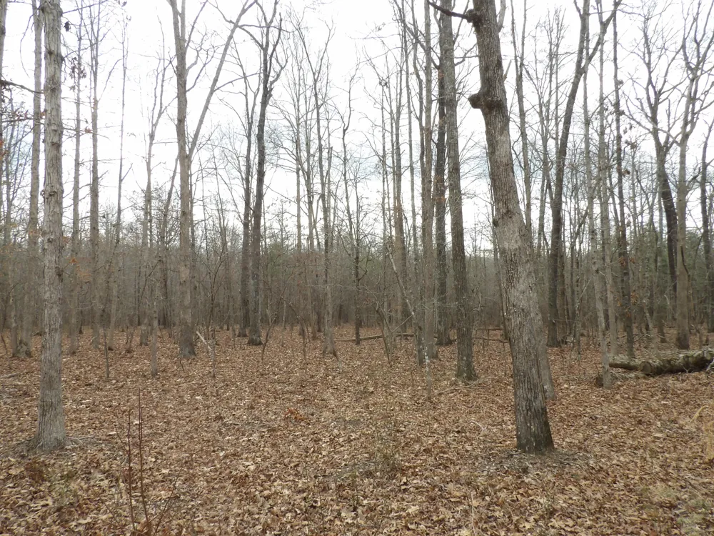 Camp Creek Road Spencer, TN 38585