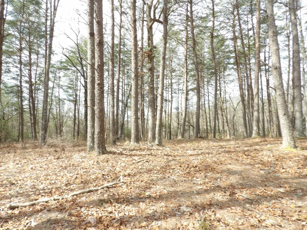 Camp Creek Road Spencer, TN 38585