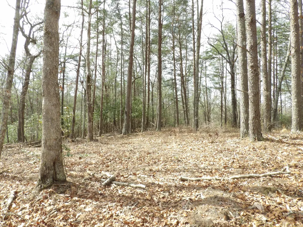 Camp Creek Road Spencer, TN 38585