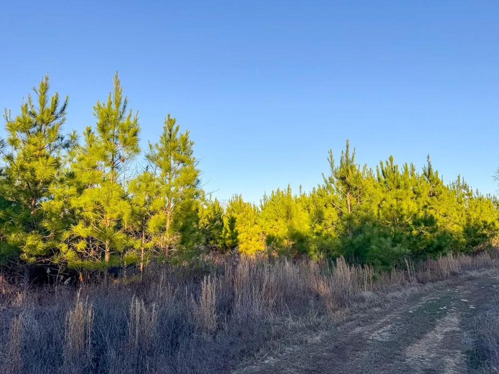 6 Cr 4415 Annona, TX 75559