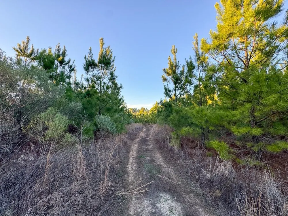 6 Cr 4415 Annona, TX 75559