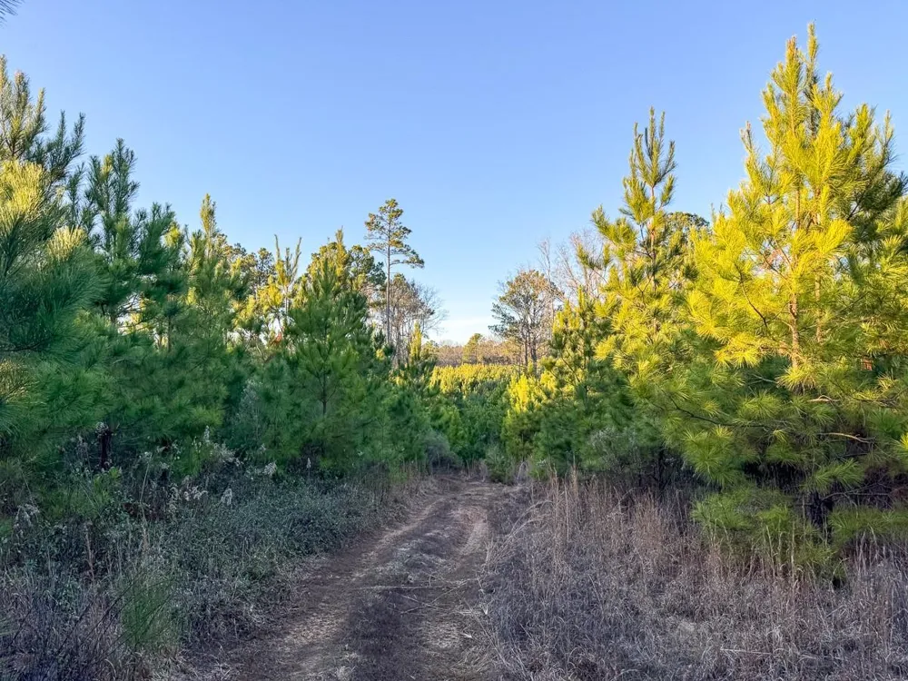 6 Cr 4415 Annona, TX 75559