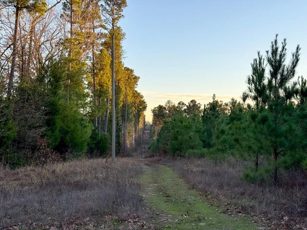 6 Cr 4415 Annona, TX 75559